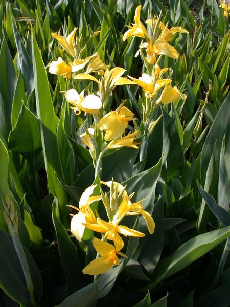 Canna Ra (yellow Longwood canna) gallon | Shallow Water Plants-Potted