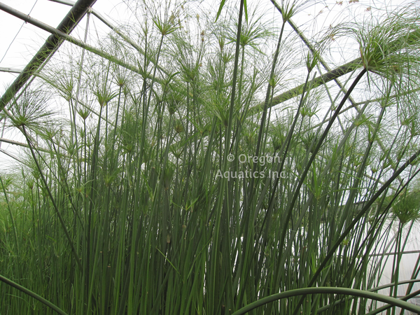Cyperus Papyrus Egyptian Paper Plant Gallon Shallow Water Plants Potted