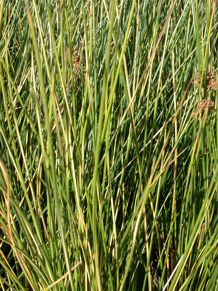 Juncus effusus Gold Strike (gold strike rush) gallon | Shallow Water ...