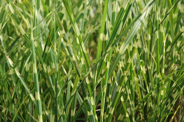 Miscanthus sinensis 'Strictus' gal pot | Moisture Loving-Potted