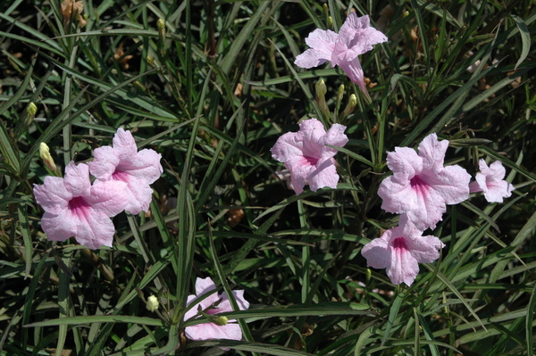 Ruellia brittoniana Chi Chi (pink bells) gallon ...min order(3 ...