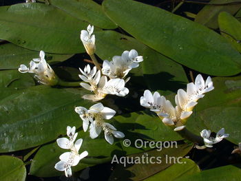 Aponogeton distachyus (water hawthorne) bare root | Lily Like-Bare Root