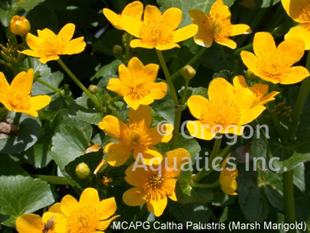 Caltha Palustris (gallon) | Shallow Water Plants-Potted