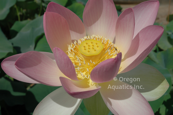 Hindu Lotus bare root | Lotus-Bare Root