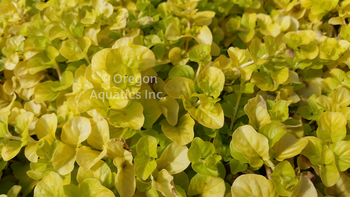 Lysmachia nummularia Aurea (golden creeping Jenny) gallon | Shallow Water Plants-Potted