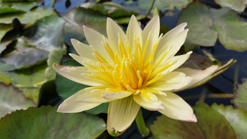 Stan Skinger - Yellow day blooming tropical lily bare root | Bare Root