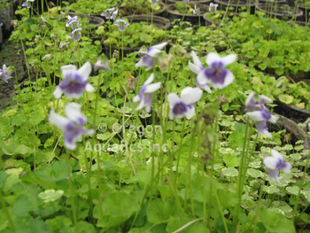 Viola hederacea (Australia Jumping Violet) bare root | Shallow Water Plants-Bare Root