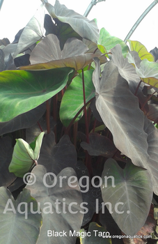 Colocasia esculenta Black Magic (Black Magic Taro) bare root | Shallow Water Plants-Bare Root