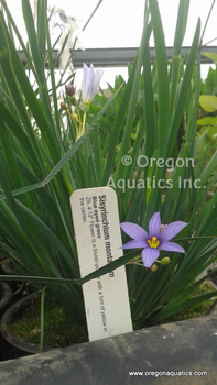 Sisyrinchium montanum (Blue Eyed Grass) bare root | Shallow Water Plants-Bare Root