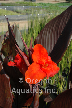 Canna Australia Compact | Shallow Water Plants-Bare Root