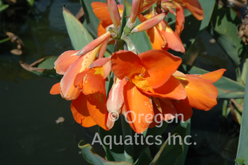 Canna Chiquita Punch | Shallow Water Plants-Bare Root