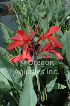 Endeavor (Red) - Canna Longwood bare root | Shallow Water Plants-Bare Root