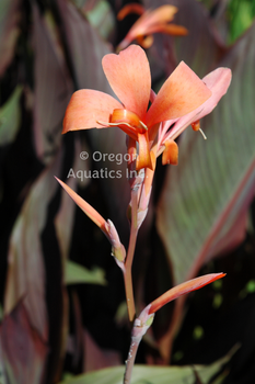 Canna `Intrigue maroon leaved,orange peach flower | Shallow Water Plants-Potted