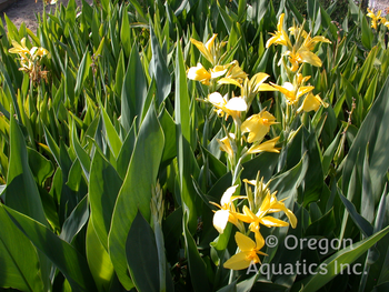 Ra (Yellow) - Canna Longwood bare root | Shallow Water Plants-Bare Root