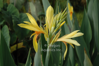 Canna `Patonyellow orange center gallon | Shallow Water Plants-Potted