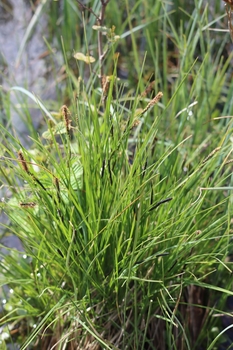 Carex nigra (black flowering sedge) | Shallow Water Plants-Potted