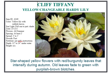 Cliff Tiffany, yellow with reddish leaves hardy lily | Potted