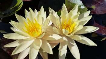 Cliff Tiffany, yellow with reddish leaves hardy lily | Potted