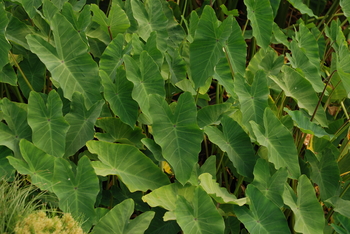 Colocasia esculenta (green taro) bare root | Shallow Water Plants-Bare Root