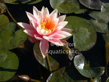 Colorado - Salmon Hardy Lily | Bare Root