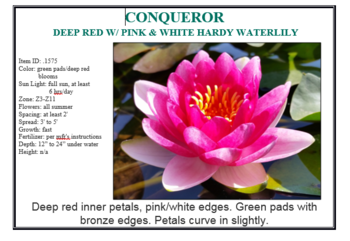 Conqueror red hardy | Potted