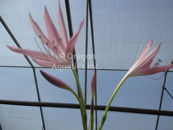 Crinum 'Hannibals Dwarf' (pink flowers) bare root | Shallow Water Plants-Bare Root