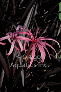 Crinum 'Menehune' (Red bog lily) bare root | Shallow Water Plants-Bare Root