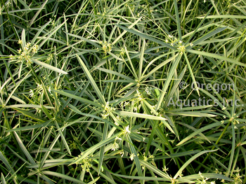 Cyperus alternifolius Gracilis (dw umbrella palm) gallon | Shallow Water Plants-Potted