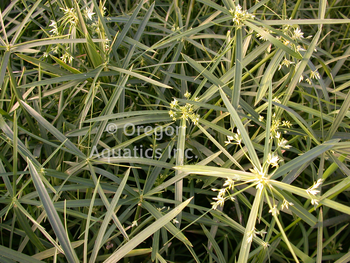 Cyperus alternifolius Gracilis (dwarf umbrella palm) bare root | Shallow Water Plants-Bare Root