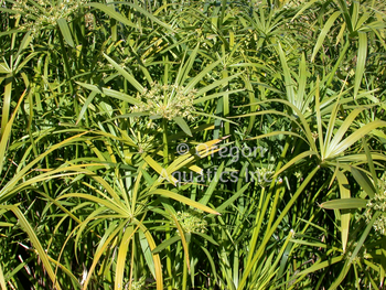 Cyperus alternifolius (umbrella palm) gallon | Shallow Water Plants-Potted