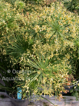 Cyperus haspan (dwarf papyrus) bare root | Shallow Water Plants-Bare Root