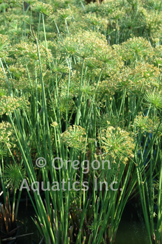 Cyperus haspan (dwarf papyrus) gallon | Shallow Water Plants-Potted