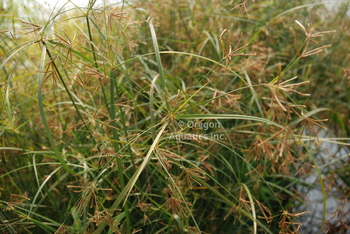 Cyperus longus (umbrella grass) bare root | Shallow Water Plants-Bare Root