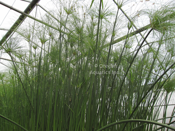 Cyperus papyrus (Egyptian paper plant) gallon | Shallow Water Plants-Potted