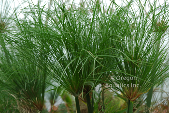 Cyperus papyrus (Egyptian Paper Plant) bare root | Shallow Water Plants-Bare Root