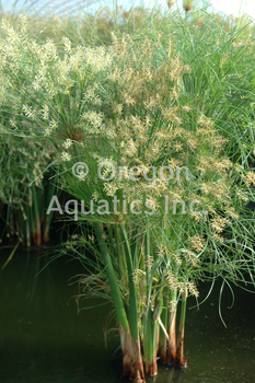 Cyperus percamenthus (Dwarf Giant Papyrus) bare root | Shallow Water Plants-Bare Root