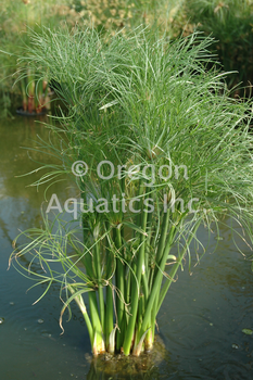 Cyperus percamenthus (compact giant papyrus) gal pot | Shallow Water Plants-Potted