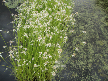 Dichromena latifolia Giant star grass | Shallow Water Plants-Bare Root