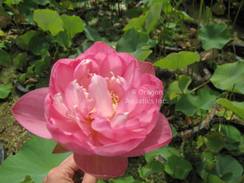 Double Rose lotus potted | Lotus-Potted