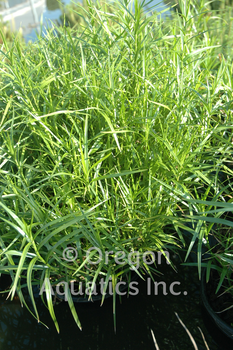 Dulichium arundinaceum e root (dwarf bamboo) bar | Shallow Water Plants-Bare Root