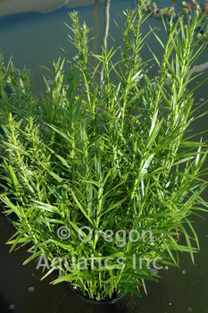 Dulichium arundinaceum (dwarf bamboo) gallon | Shallow Water Plants-Potted