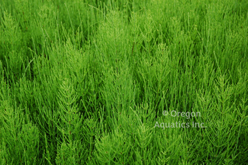 Equisetum Diffusum (bare root) | Shallow Water Plants-Bare Root