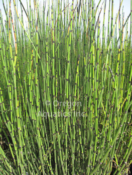 Equisetum hymale horsetail | Shallow Water Plants-Potted