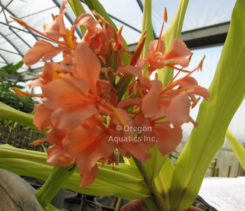 Hedychium Elizabeth - Pink Butterfly Ginger bare root | Shallow Water Plants-Bare Root