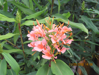 Hedychium Elizabeth Pink Butterfly Ginger gal pot | Shallow Water Plants-Potted