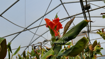 Hedychium greenei (Red Himalayan Ginger) gal pot | Shallow Water Plants-Potted