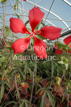 Hibiscus coccineus (Scarlet Rosemallow) bare root | Shallow Water Plants-Bare Root