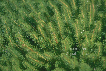 Hippuris species (feathery mares tail) bare root | Shallow Water Plants-Bare Root