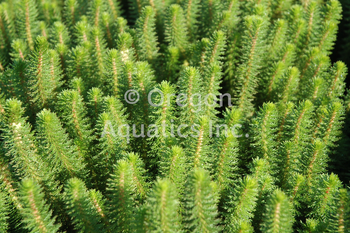 Hippuris species (feathery mares tail) gallon | Shallow Water Plants-Potted