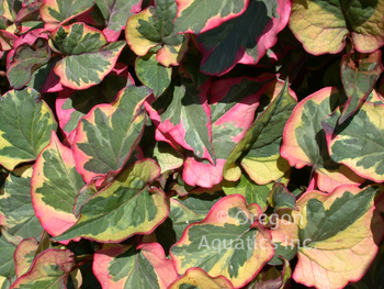 Houttuynia cordata Variegata (Chameleon plant) gallon | Shallow Water Plants-Potted